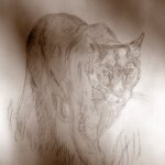 Mountain lion in the shadows