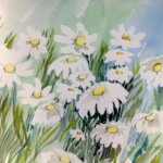 Shasta daisy